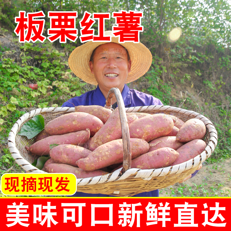 手里拿着黃心板栗薯