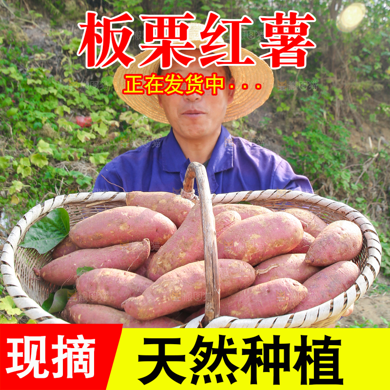 手里拿着黃心板栗薯