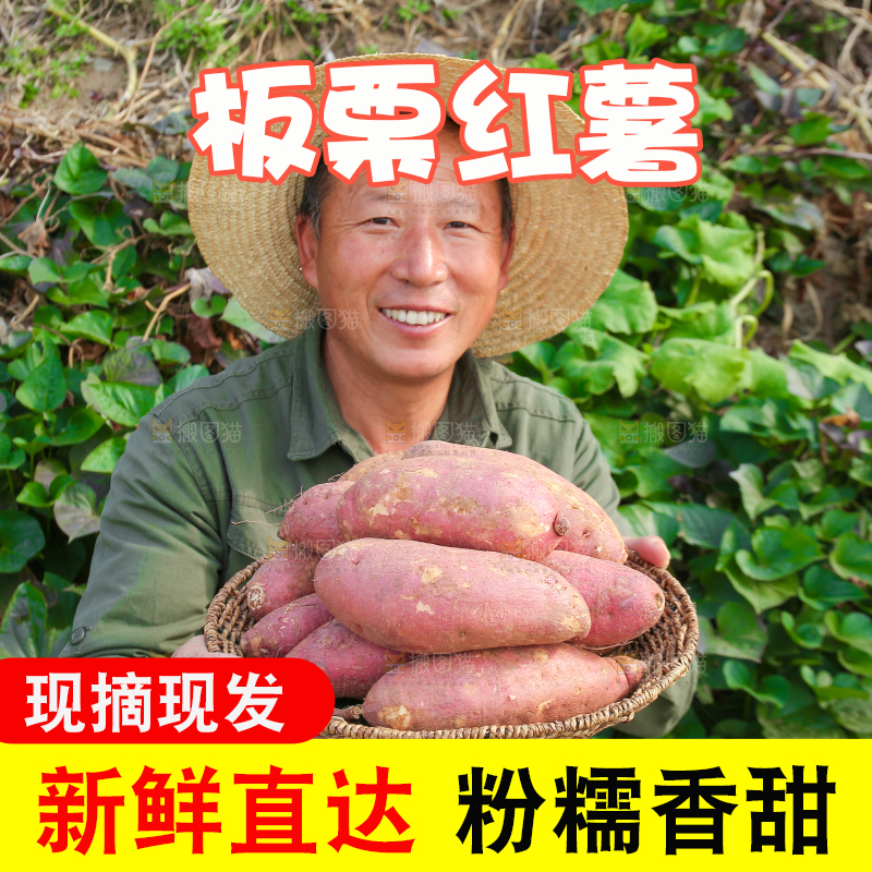 手里拿着黃心板栗薯