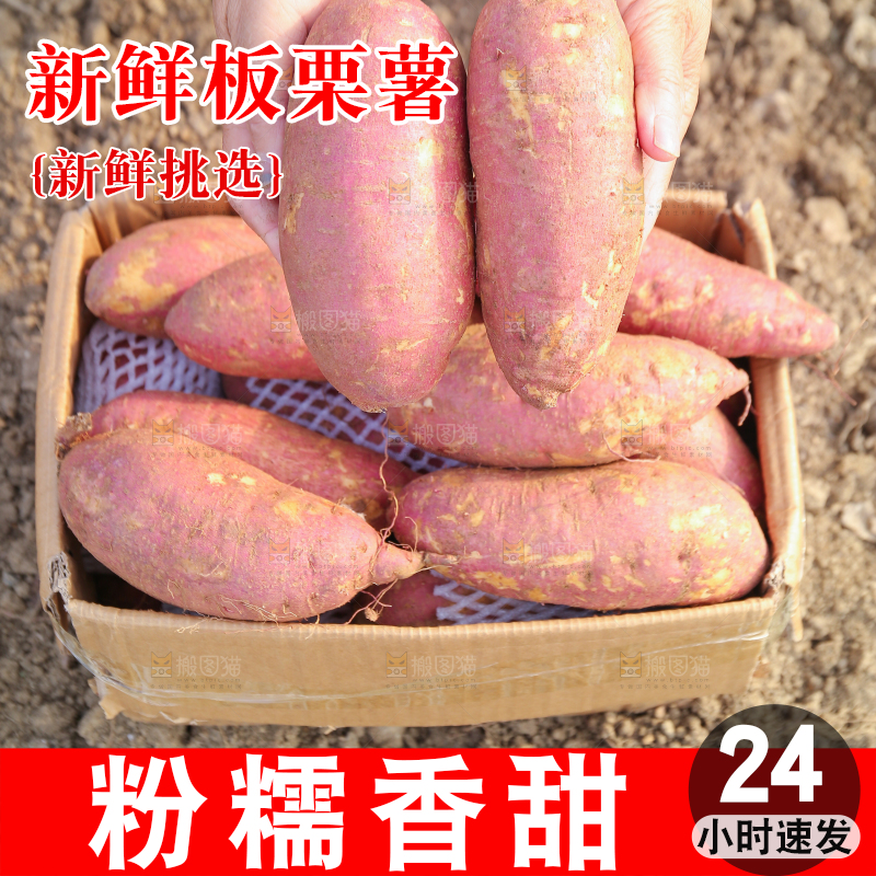 手里拿着黃心板栗薯