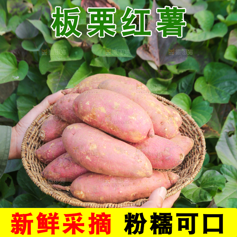 手里拿着黃心板栗薯