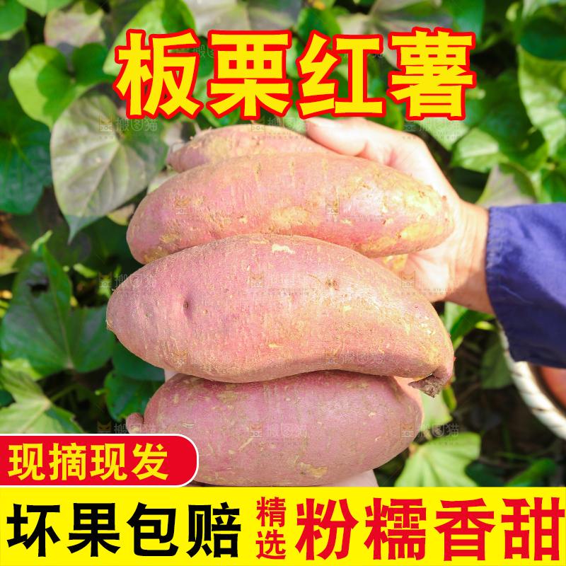 手里拿着黃心板栗薯