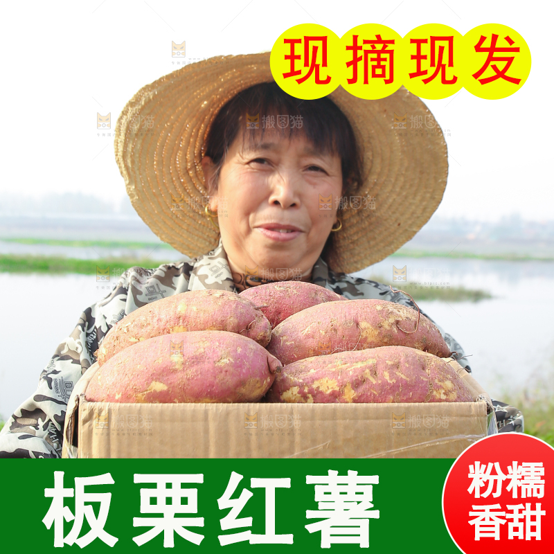 手里拿着黃心板栗薯