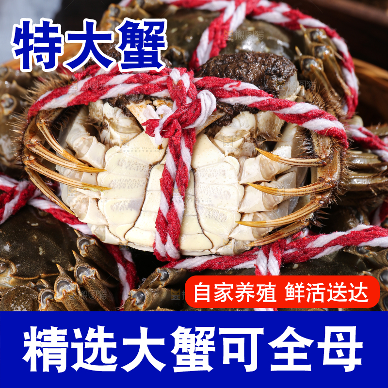 黑底上的鲜活大闸蟹