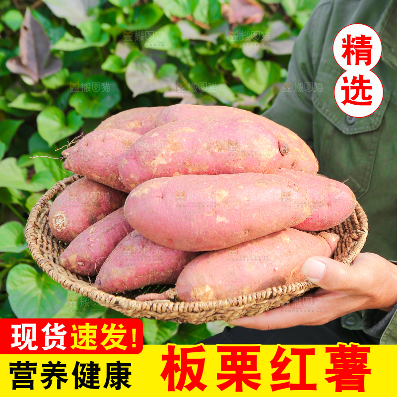 手里拿着黃心板栗薯