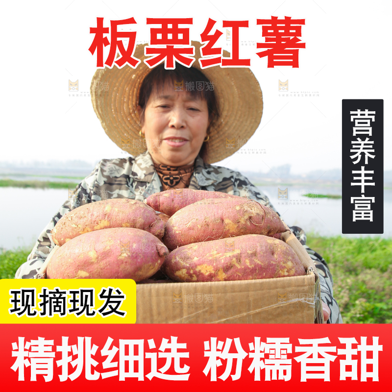 手里拿着黃心板栗薯