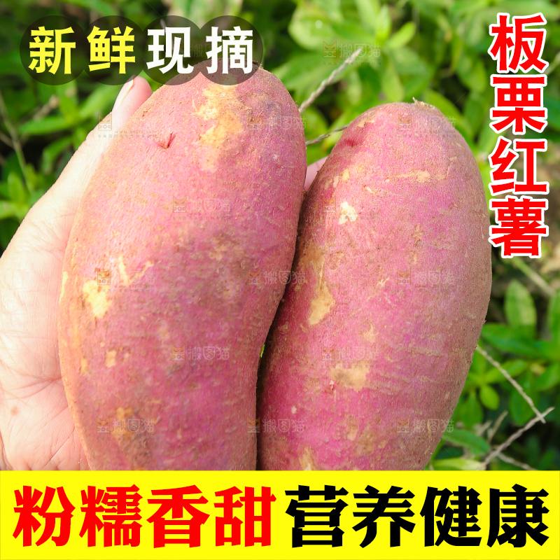 手里拿着黃心板栗薯