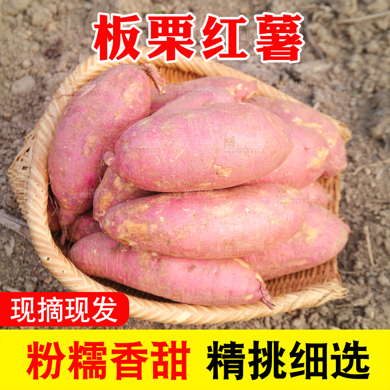 手里拿着黃心板栗薯