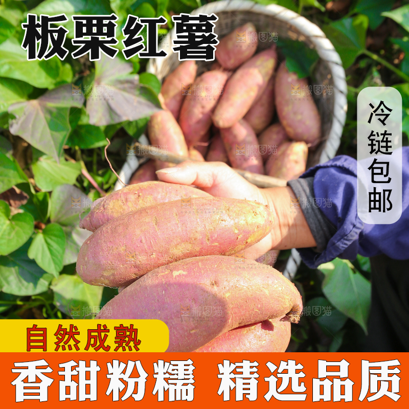 手里拿着黃心板栗薯