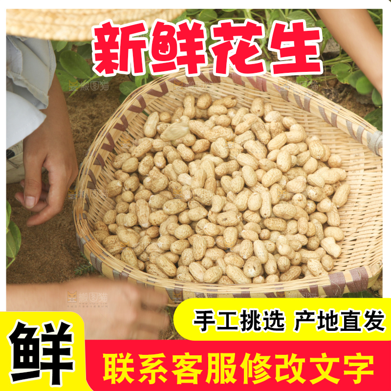 花生地里的新鲜花生