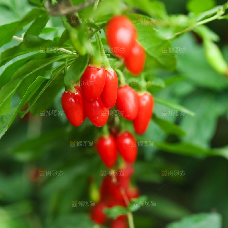 枸杞枝上的枸杞