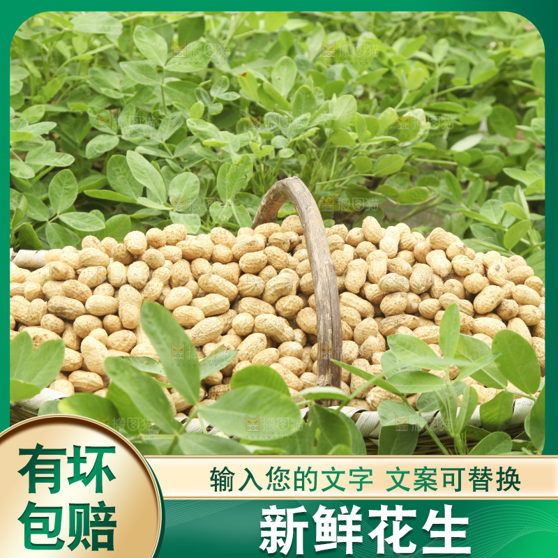 花生地里的新鲜花生