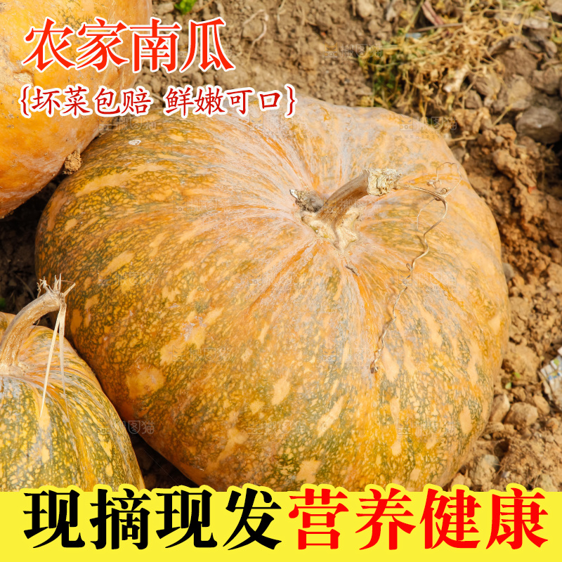 地里的老南瓜