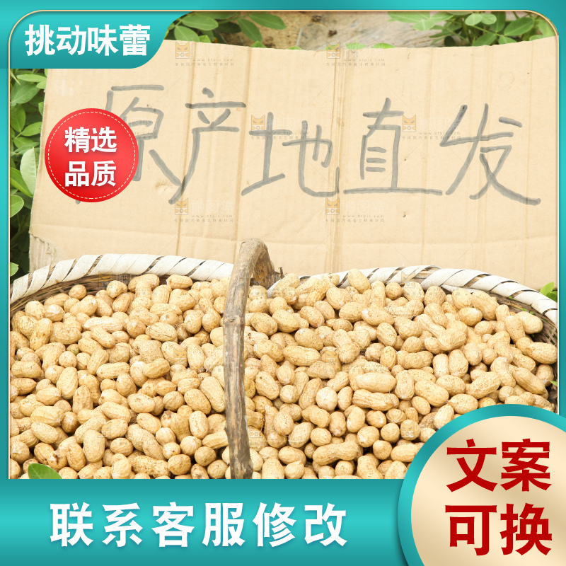 花生地里的新鲜花生