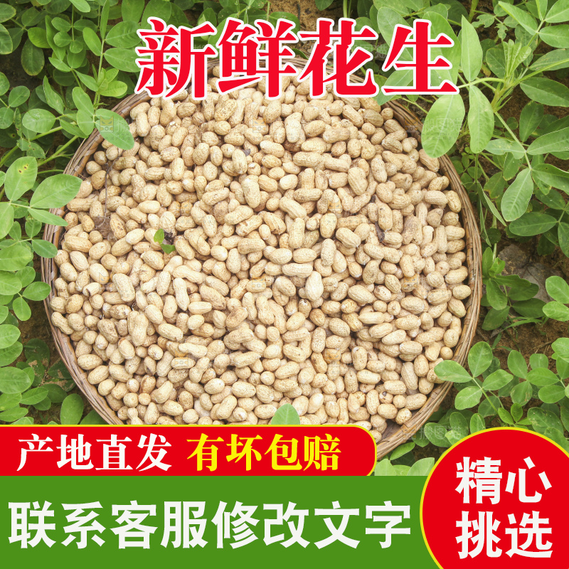 花生地里的新鲜花生