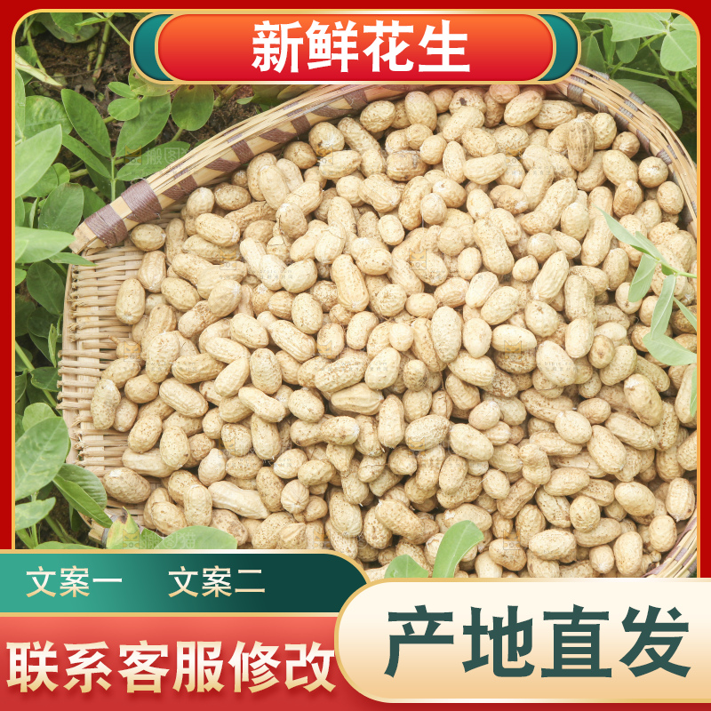 花生地里的新鲜花生