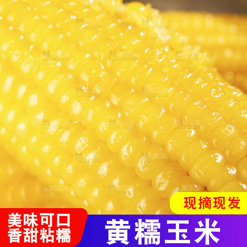 深底上的黄糯玉米