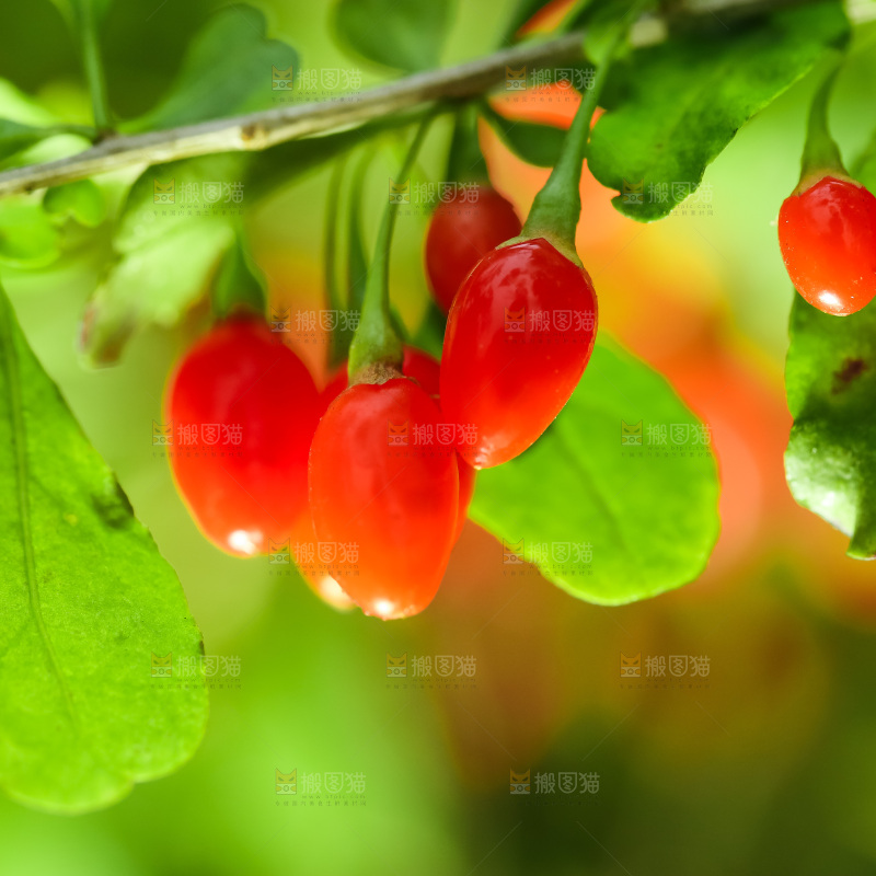 枸杞枝上的枸杞