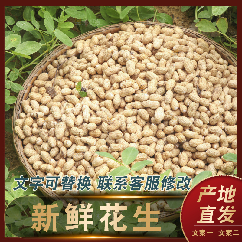 花生地里的新鲜花生