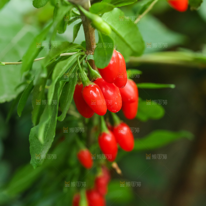 枸杞枝上的枸杞