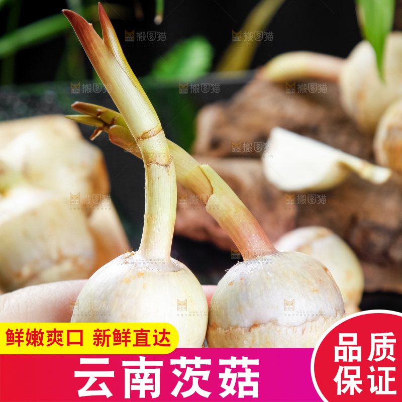 手里拿着白茨菇