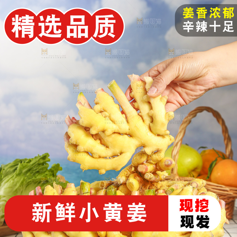 浅底上的小黄姜