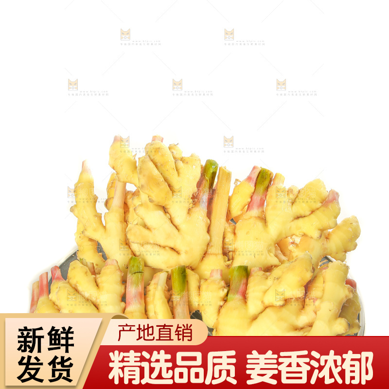 白底上的小黄姜