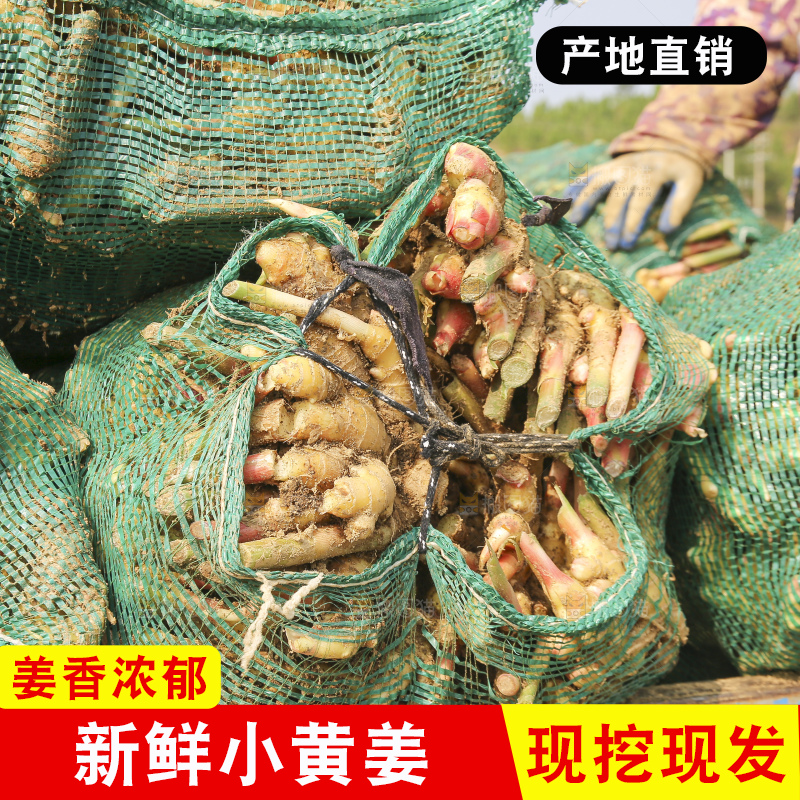 堆放着的小黄姜