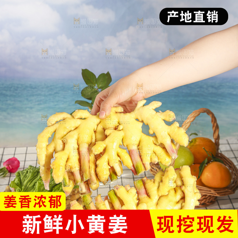 浅底上的小黄姜