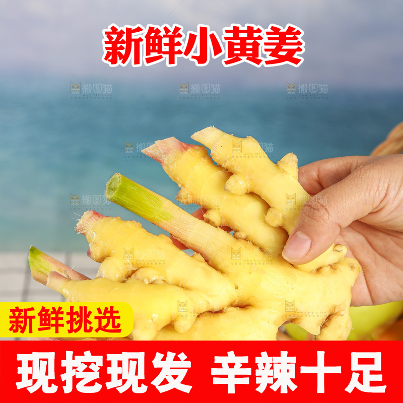 浅底上的小黄姜