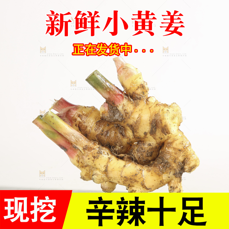 浅底上的云南小黄姜