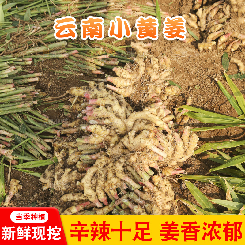 地里的小黄姜