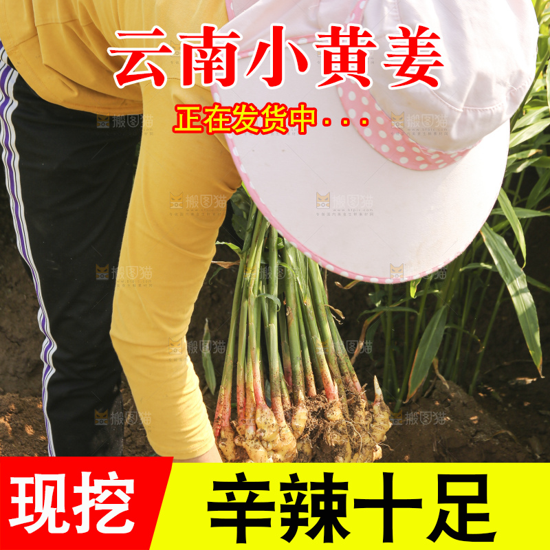 新鲜现挖的黄姜