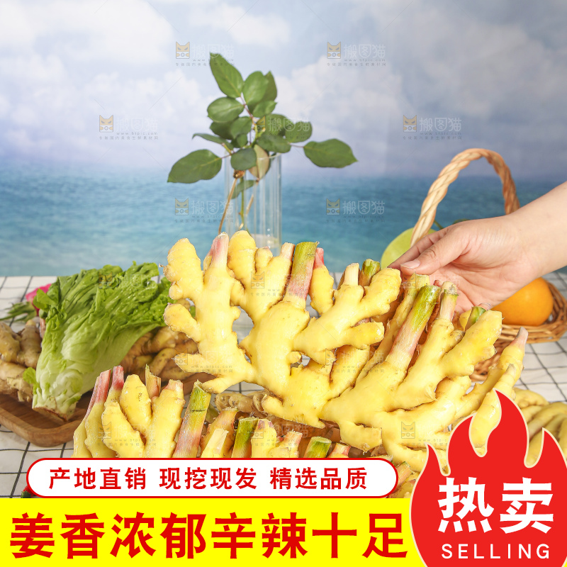 浅底上的小黄姜