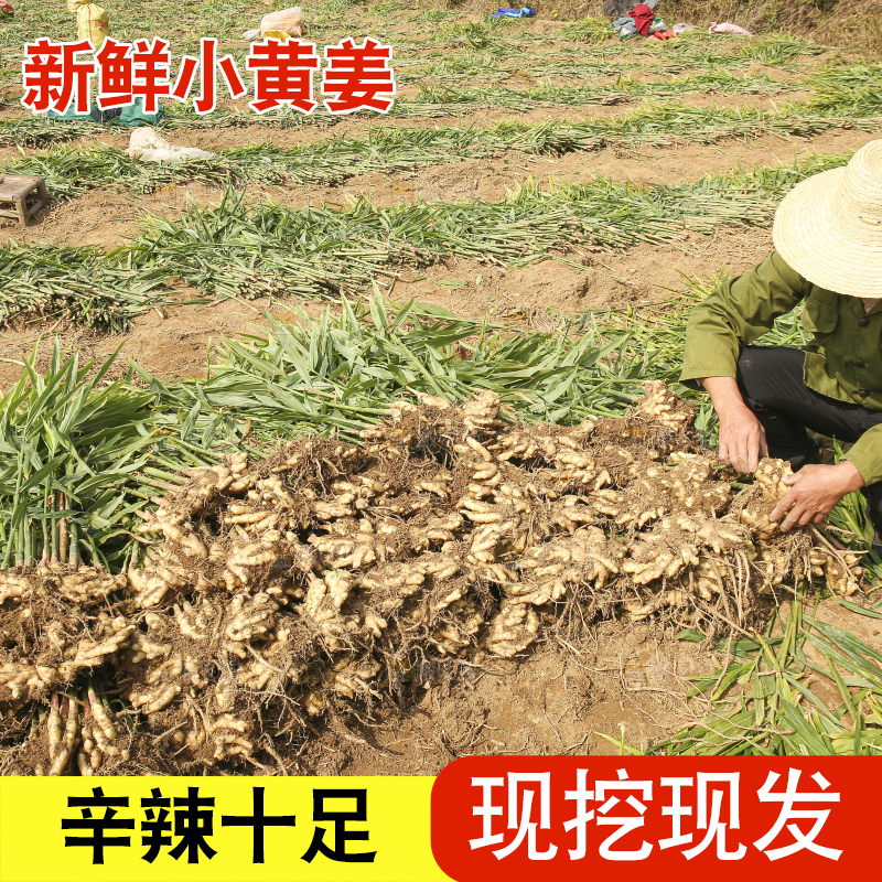 新鲜现挖的黄姜