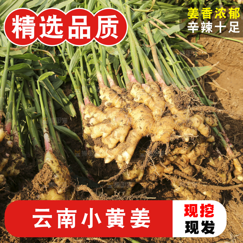 新鲜现挖的黄姜