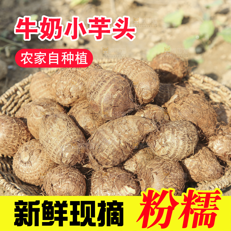 地里的新鲜小芋头