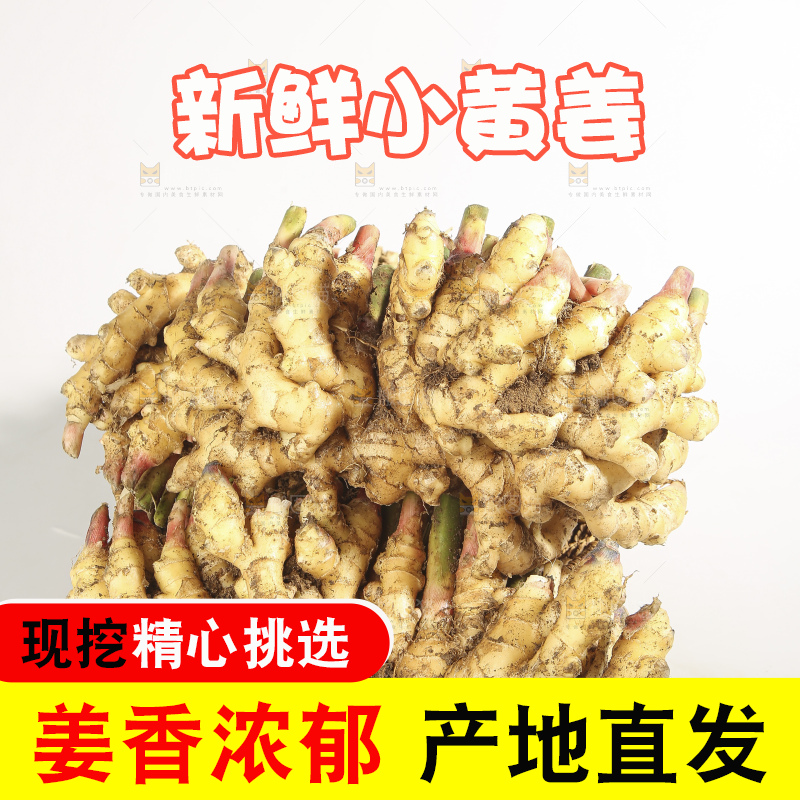 浅底上的云南小黄姜