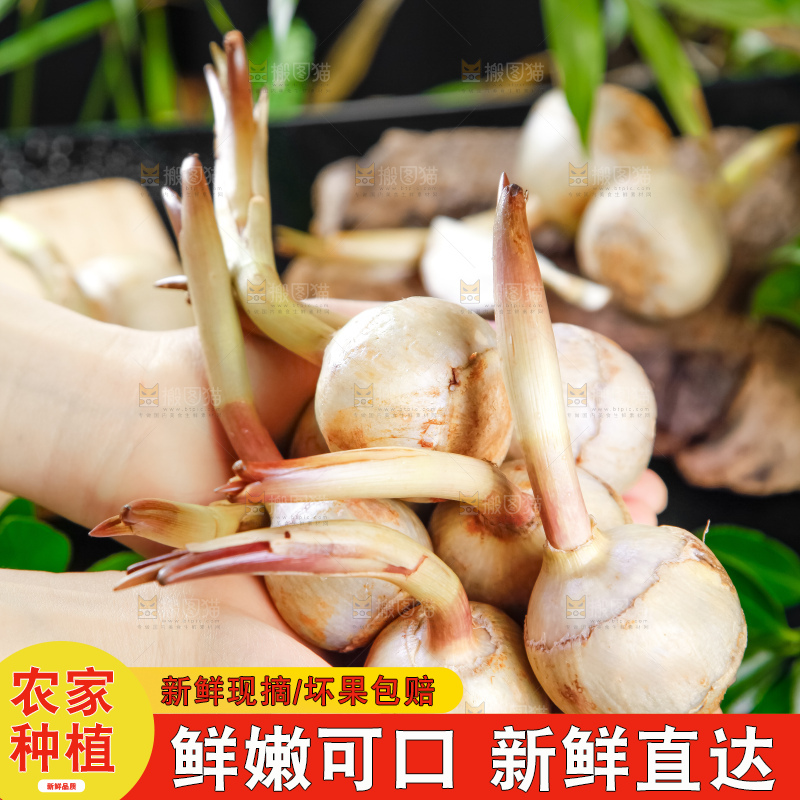 手里拿着白茨菇