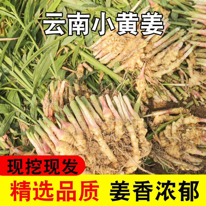 地里的小黄姜