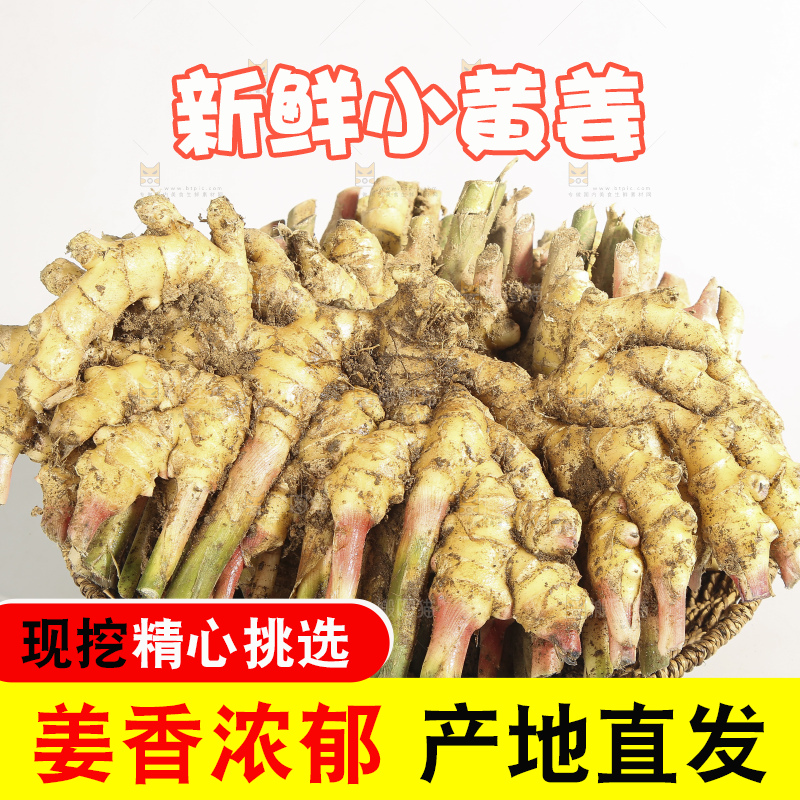 浅底上的云南小黄姜