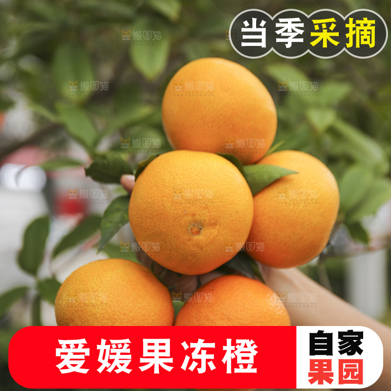 手里拿着爱媛果冻橙