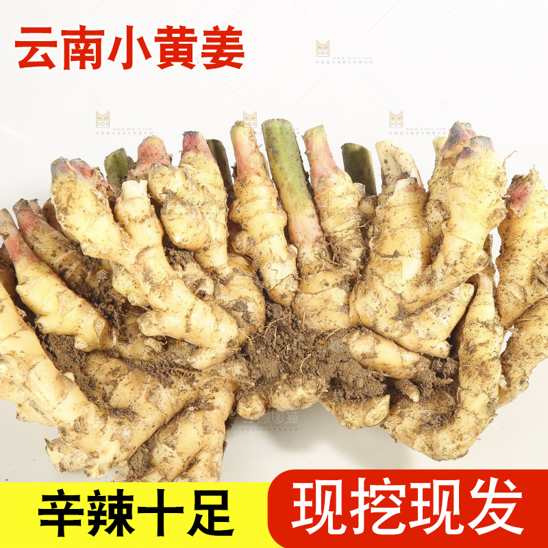 浅底上的云南小黄姜