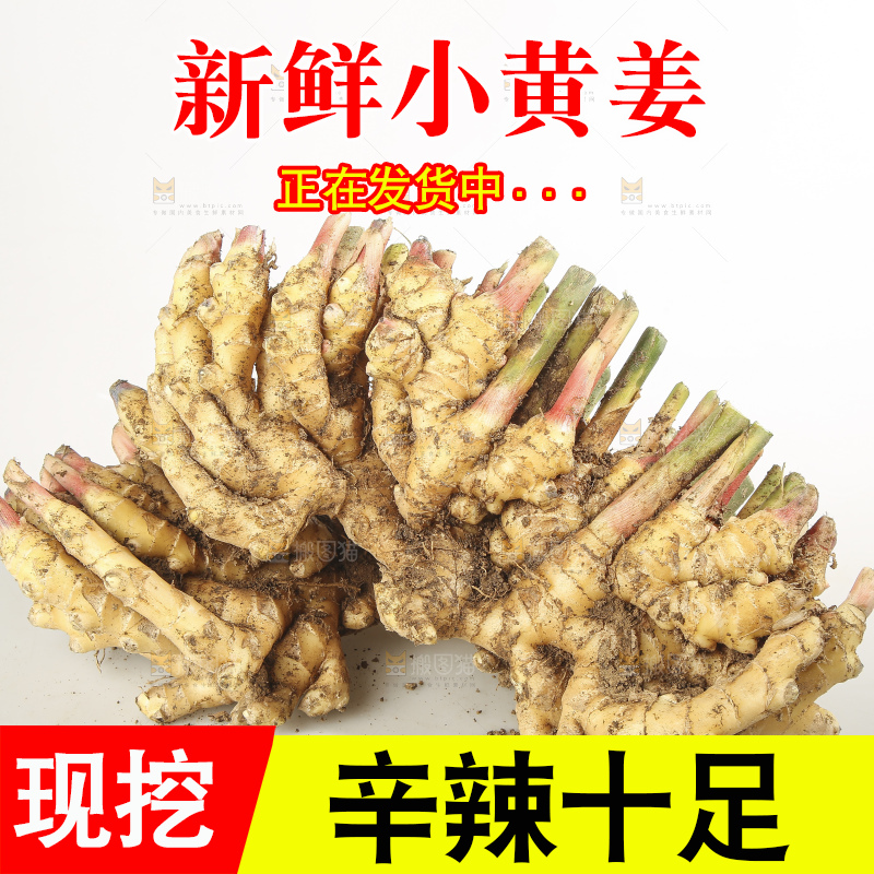 浅底上的云南小黄姜