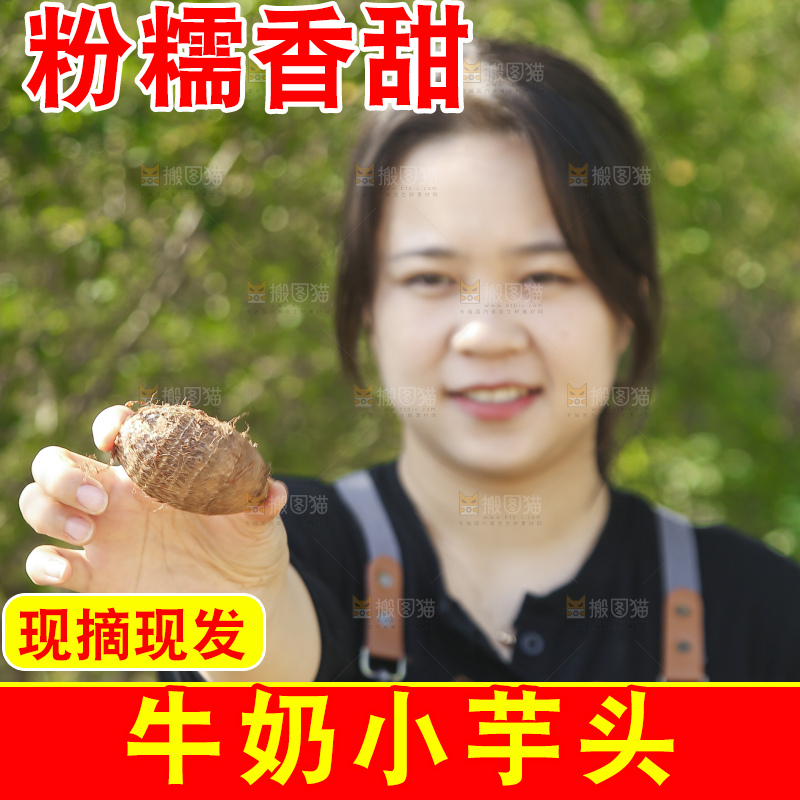 手里拿着新鲜小芋头