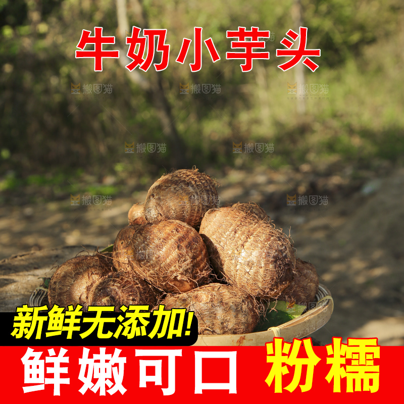 地里的新鲜小芋头