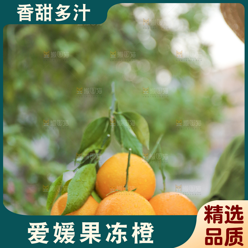 手里拿着爱媛果冻橙