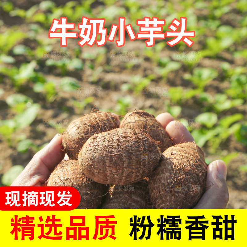 手里拿着新鲜小芋头