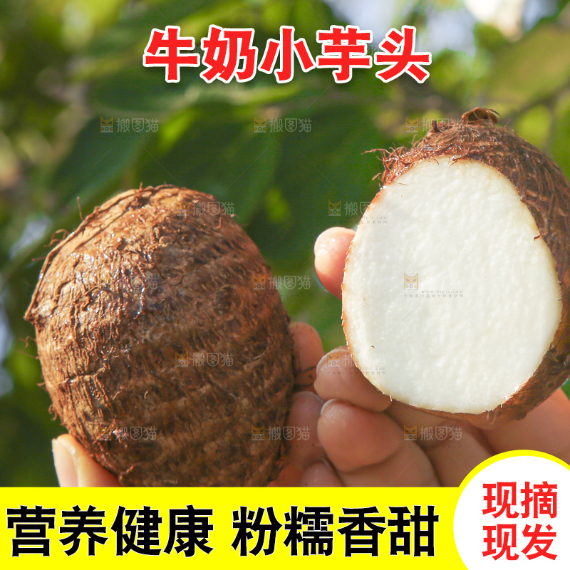 手里拿着新鲜小芋头