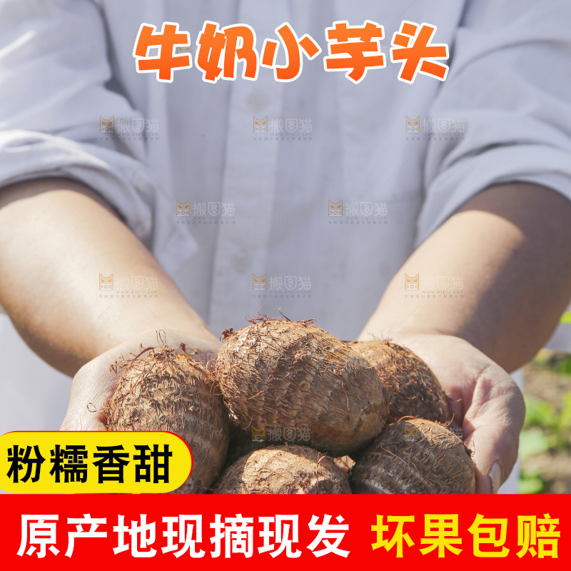 手里拿着新鲜小芋头